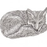 Curled Up Fox